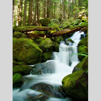 Crest Mountain Trail Creek